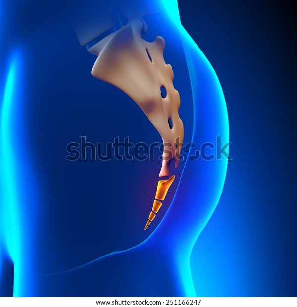 Coccyx Bone Anatomy Stock Illustration 251166247