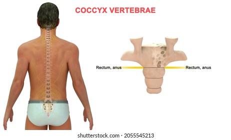 coccygeal vertebrae