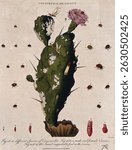 Cochineal cactus (Nopalea cochenillifera) with insects that feed on it, including the cochineal insect (Dactylopius coccus). Coloured etching by J. Pass, c. 1801, after J. Ihle. Vintage nature art.