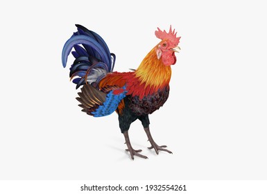 cock 3d modelling render image