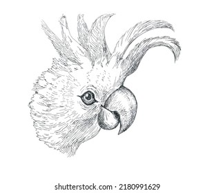  Cockatoo Parrot, Funny Talking Bird, Ink Drawing.