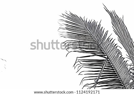 Coco palm leaf on white background. Sketch of palm leaf. Tropical vacation black and white digital illustration. Summer banner template with text place. Fluffy coco palm leaf. Exotic island travel