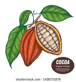 Cocoa beans illustration. Hand drawn. Chocolate design. Chocolate beans. Isolated illustration. Colorful cocoa pod. Can used for packaging design.