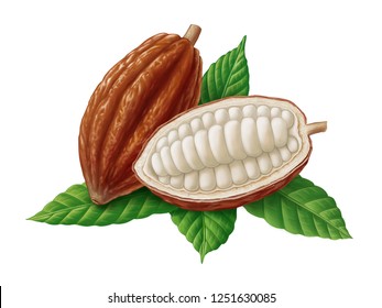 Cocoa beans and leaves illustration, digital painting
