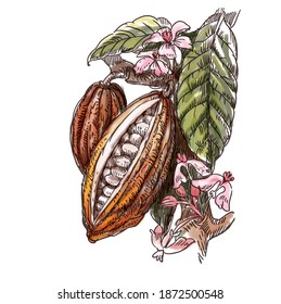 Cacao Tree Flower Stock Illustrations Images Vectors Shutterstock