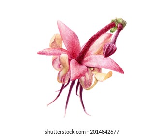 Cocoa Flower Watercolor Illustration Isolated On White Background