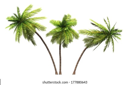 Coconut Palm Trees Isolated