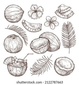 Coconut Sketch. Drawing Nature, Hand Drawn Half Exotic Nuts. Isolated Tasty Raw Coco, Tropical Palm Leaves Beach Cocktail Exact Set