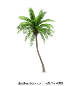 Coconut Tree, Isolated On White Background. 3D Illustration