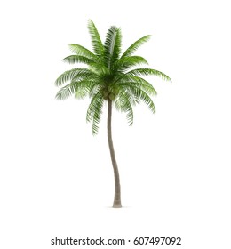 Coconut Tree, Isolated On White Background. 3D Illustration