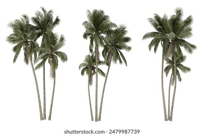 Cocos nucifera tropical tree on white background, png plant, 3d render illustration.