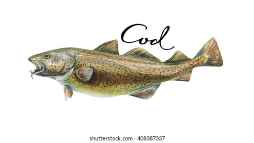 Cod Fish Whole Isolated On A White Background