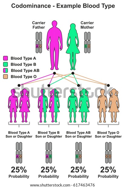 codominance-example-blood-type-infographic-diagram-stock-illustration-617463476-shutterstock