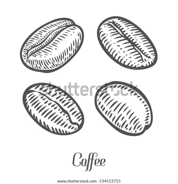 Coffee Beans Berry Fruit Seed Natural Stock Illustration 534513715