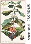 Coffee, Coffea Arabica, vintage botanical illustration by Davis, Sacker and Perkins. Vintage coffee Arabica plant art drawing illustration, old coffee Arabica plant painting art print. Botanical