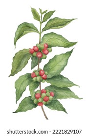 Coffee Plant With Green Leaves And Green And Red Fruits Watercolor Illustration. Coffee Cultivation Clipart Element.