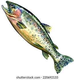 Coho Salmon Fish On White Background