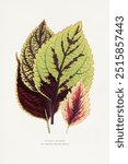 Coleus Blumei leaf illustration.  Digitally enhanced from our own original 1865 edition of Les Plantes a Feuillage Colore by Alexander Francis Lydon  Benjamin Fawsett.