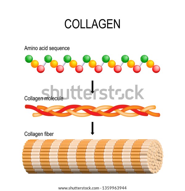 コラーゲン 繊維 分子 アミノ酸配列 分子構造 3つのポリペプチドコイルがトロポコラーゲンを形成する トロポコラーゲンが結合して線維を形成する の イラスト素材