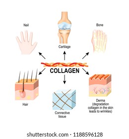 Collagen is the main structural protein in the: connective tissues, cartilages, bones, nails, derma and hair. Synthesis and types of collagen. illustration for medical, science, and educational use.
