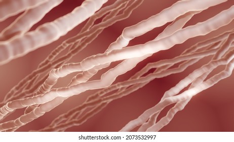 Collagen is a protein that is the main component of connective tissue such as skin, muscles, bones and tendons, 3d illustration