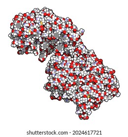 Collagenase Clostridium Histolyticum Protein Bacterial Enzyme Stock ...