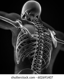 Collar Bone Xray. Human Anatomy Skeletal System, Torso, Ribs. 3D Illustration