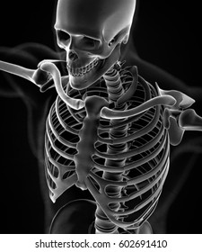 Collar Bone Xray. Human Anatomy Skeletal System, Torso, Ribs. 3D Illustration