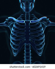 Collar Bone Xray. Human Anatomy Skeletal System, Torso, Ribs. 3D Illustration