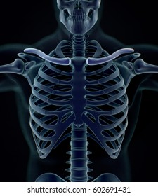 Collar Bone Xray Human Anatomy Skeletal Stock Illustration 602691431 ...