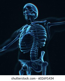 Collar Bone Xray. Human Anatomy Skeletal System, Torso, Ribs. 3D Illustration