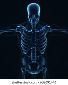 Collar Bone Xray. Human Anatomy Skeletal System, Torso, Ribs. 3D Illustration