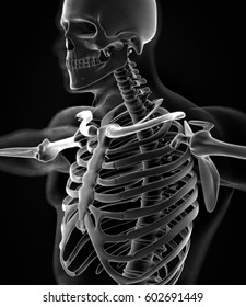 Collar Bone Xray. Human Anatomy Skeletal System, Torso, Ribs. 3D Illustration