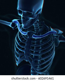 Collar Bone Xray. Human Anatomy Skeletal System, Torso, Ribs. 3D Illustration