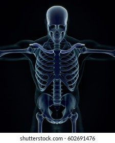 Collar Bone Xray. Human Anatomy Skeletal System, Torso, Ribs. 3D Illustration