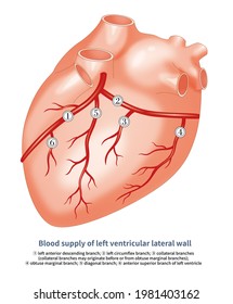 .Collateral Branch, Diagonal Branch And Anterior Superior Branch Of Left Ventricle Are The Blood Supply Sources Of Lateral Wall And Anterior Superior Wall Of Left Ventricle.