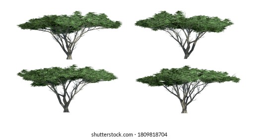 Collection Of 3D Umbrella Thorn Trees Isolated On White Background