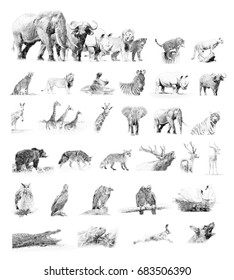 Collection animals  Black   white sketch and pencil
