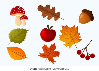 Collection of autumn nature elements including mushrooms, acorn, berries, apple, and colorful fall leaves isolated on light background. Seasonal botanical set suitable for harvest themes, educational materials, greeting cards, stickers, and autumn decorations.