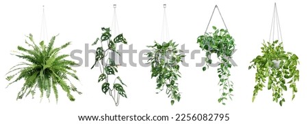 Collection of beautiful plants hanging in ceramic pots isolated on white background. 3D render. 3D illustration. Сток-фото © 