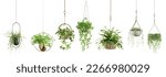 Collection of beautiful plants hanging in various pots isolated on white background. 3D render. 3D illustration.