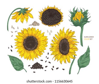Collection of beautiful realistic drawings of sunflower parts. Bundle of flowers, buds, seeds and leaves hand drawn on white background. Colorful illustration in elegant vintage style.