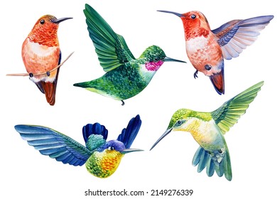 Collection Birds hummingbird. Tropical watercolor illustration isolated on white background.