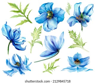 Collection Of Blue Botanical Poppy Flowers. Wild Flower Spring. Watercolor Drawing.