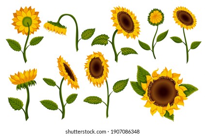 Collection decorative sunflower blossom. Hand drawn sunflower with green leaves. Decorative floral design elements for invitations and cards