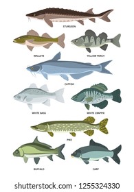 Collection Different Kinds Freshwater Fish Stock Illustration ...