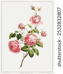 A Collection of Flowers Drawn after Nature - Cabbage Provence Rose (1801) by John Edwards.  Vintage pink rose flower art drawing, flower art print, old illustration, pink rose painting.