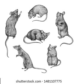 39,134 Rats draw Images, Stock Photos & Vectors | Shutterstock