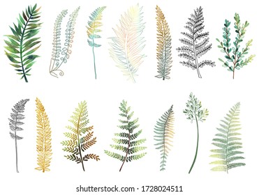 Collection of hand drawn sunny fern branches, isolated fern leaves on white background, golden and green leaves of tropical plants