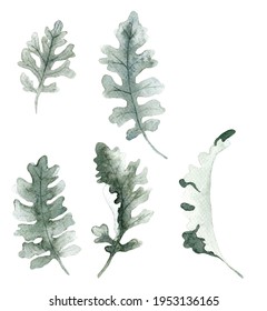 A collection of hand drawn watercolor illustration of Dusty Miller leaves isolated on white background.